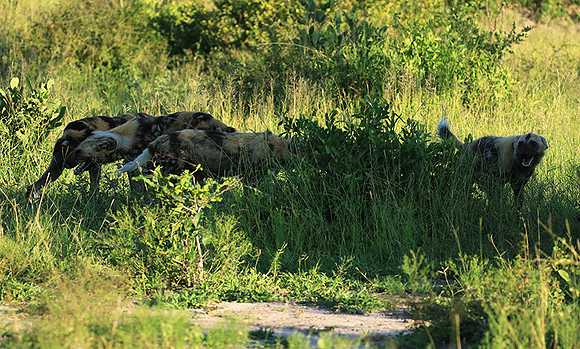 At Londolozi game reserve