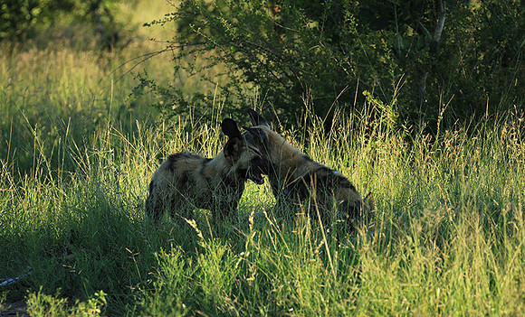 At Londolozi game reserve