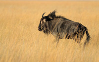 Liuwa Plain NP