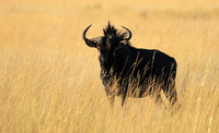 Liuwa Plain NP
