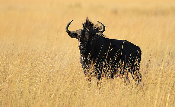 Liuwa Plain NP