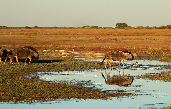 Wildebeest - liuwa Plain NP