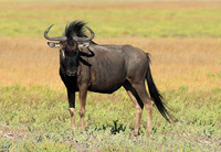 Liuwa Plain NP