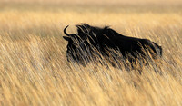 Liuwa Plain NP