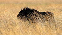 Liuwa Plain NP