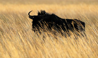 Liuwa Plain NP