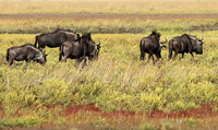 Liuwa Plain NP