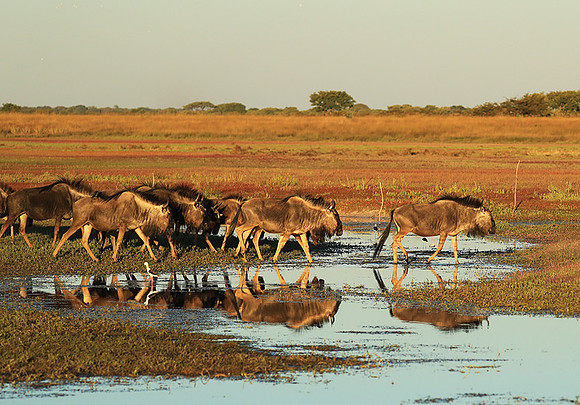 Wildebeest - liuwa Plain NP
