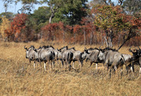 Kafue NP