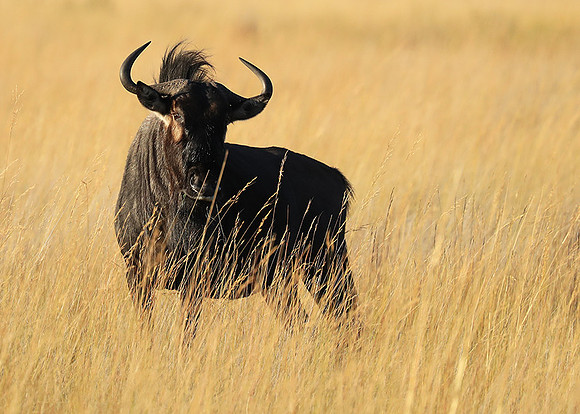 Liuwa Plain NP