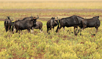 Liuwa Plain NP
