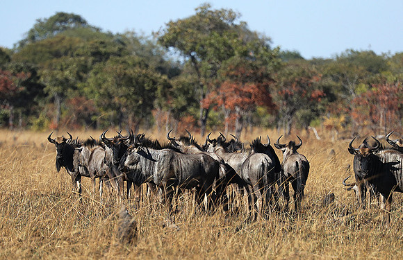 Kafue NP