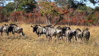 Kafue NP