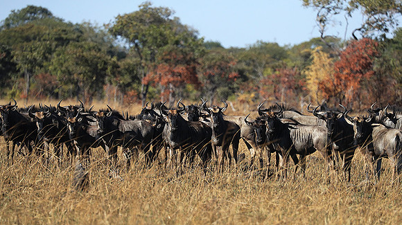 Kafue NP