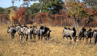 Kafue NP