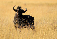 Liuwa Plain NP