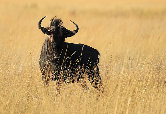 Liuwa Plain NP