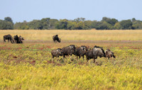 Liuwa Plain NP