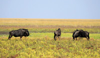 Liuwa Plain NP