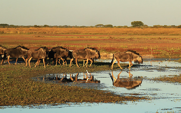 Wildebeest - liuwa Plain NP