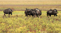 Liuwa Plain NP