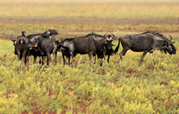 Liuwa Plain NP