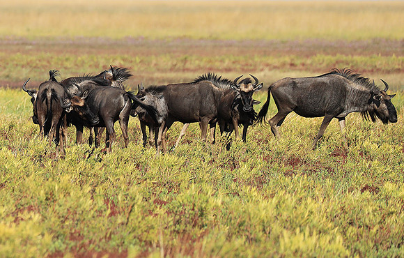 Liuwa Plain NP