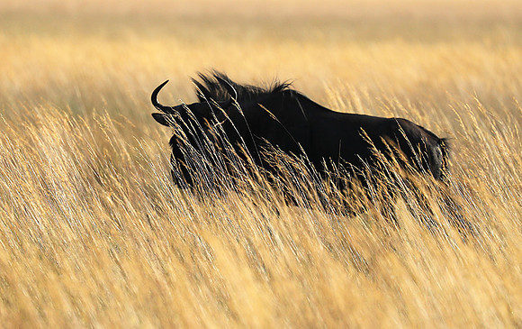 Liuwa Plain NP