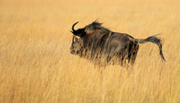 Liuwa Plain NP
