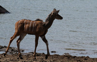 Selous