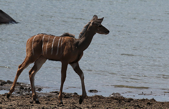 Selous