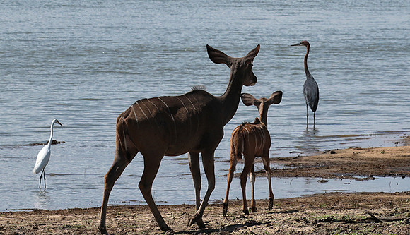 Selous