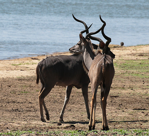 Selous