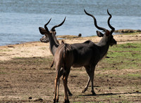 Selous