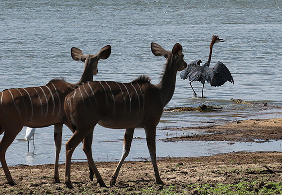 Selous