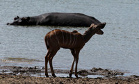 Selous