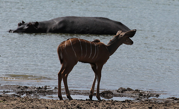 Selous