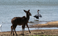 Selous
