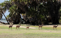 Selous