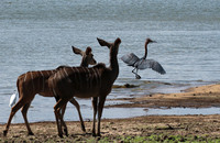 Selous