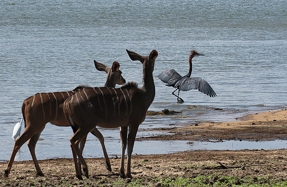 Selous