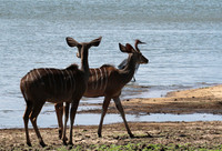 Selous