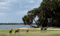 Selous