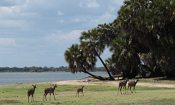 Selous