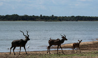 Selous