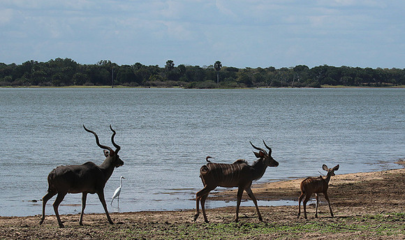 Selous
