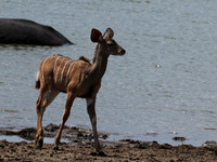 Selous