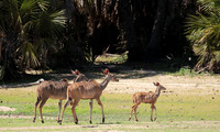 Selous
