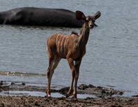 Selous