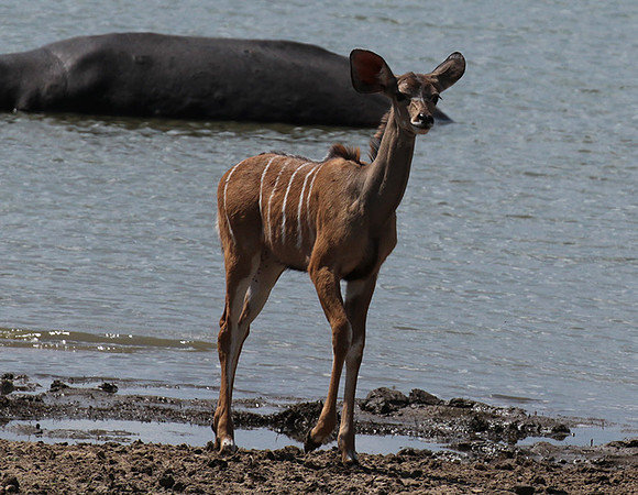 Selous